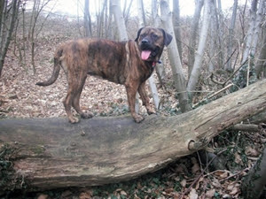 Uninsurable Dog Breed List Uninsurable Dog Breed List