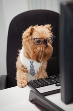 6 tips for drafting the best pet resume for your next rental