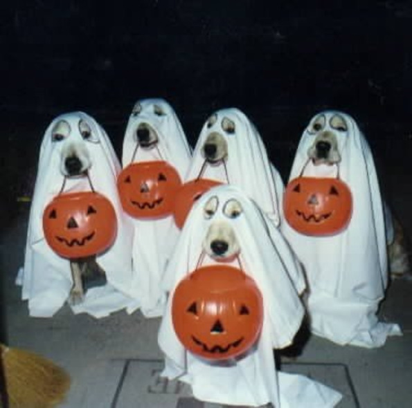 we always have a spooky good time dressing up our pets for halloween each year and now we want to see yours in our pet halloween costume contest - Pet Halloween Photo Contest we always have a spooky good time dressing up our pets for halloween each year and now we want to see yours in our pet halloween costume contest - Pet Halloween Photo Contest